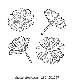 Set of sketch hand drawn cosmea flower