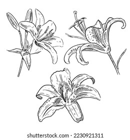 set of sketch and hand drawn element lily flower collection set