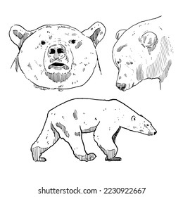 set of sketch and hand drawn element wildlife animal bear
