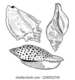 set of sketch and hand drawn element ocean shellfish collection set