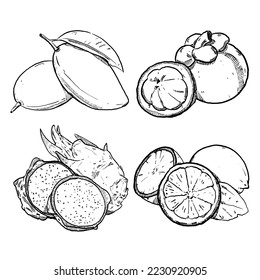 set of sketch and hand drawn fruit mango mangosteen dragonfruit and lemon