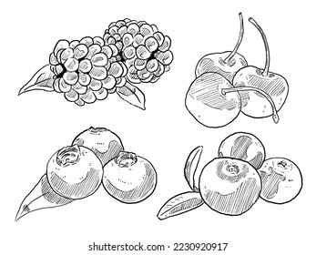 set of sketch and hand drawn fruit and berry cherry blackberry blueberry cranberry