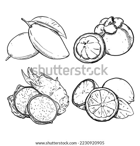 set of sketch and hand drawn fruit mango mangosteen dragonfruit and lemon