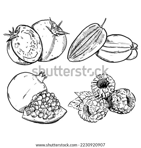 set of sketch and hand drawn fruit tomato starfruit raspberry and Pomegranate