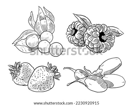 set of sketch and hand drawn fruit and berry gooseberry raspberry strawberry and gojiberry