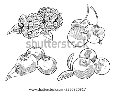 set of sketch and hand drawn fruit and berry cherry blackberry blueberry cranberry
