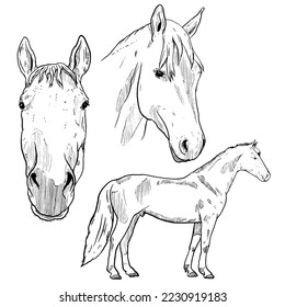 set of sketch and hand drawn horse element