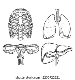 set of sketch and hand drawn human organ lung rib cage liver and uterus