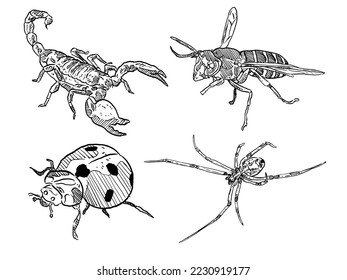 set of sketch and hand drawn insect and bug scorpion bee ladybug and spider