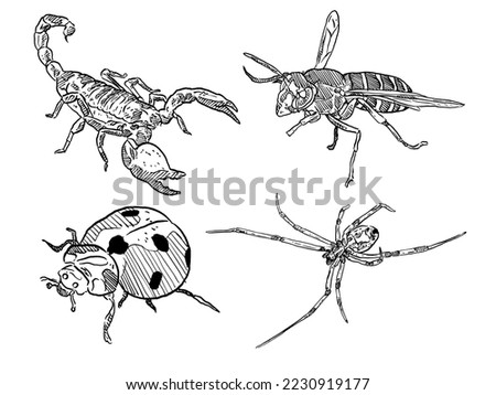 set of sketch and hand drawn insect and bug scorpion bee ladybug and spider