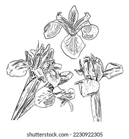 set of sketch and hand drawn iris flower element set