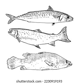 set of sketch and hand drawn seafood element mackerel salmon and seabass