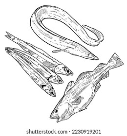 set of sketch and hand drawn seafood element codfish eel and anchovy