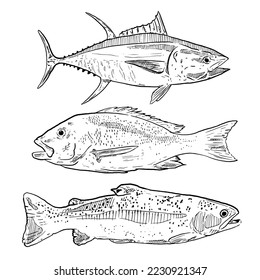 set of sketch and hand drawn seafood element tuna trout and snapper