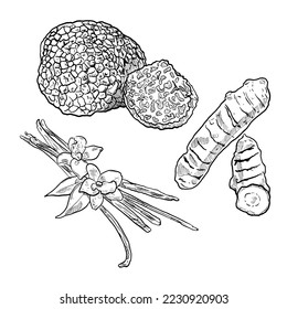 set of sketch and hand drawn spice vegetable and herb truffle turmeric and vanilla