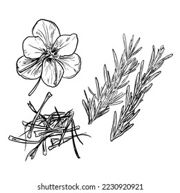 set of sketch and hand drawn spice vegetable and herb saffron and rosemarry