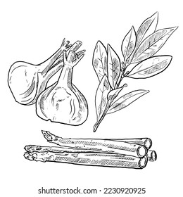 set of sketch and hand drawn spice vegetable and herb garlic bay leaves asparagus
