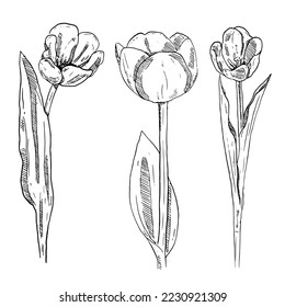 set of sketch and hand drawn tulip flower collection set