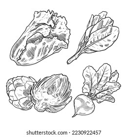 set of sketch and hand drawn vegetable lettuce sage leaf; artichoke and turnip