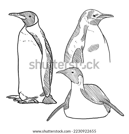 set of sketch and hand drawn winter animal element penguin