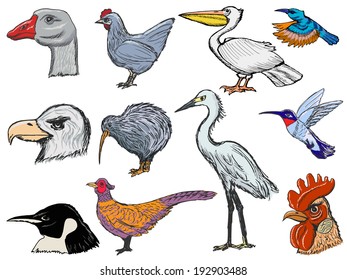 set of sketch illustration of different kinds of birds