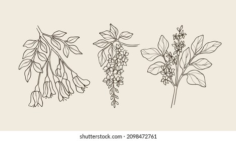 Set of sketch kowhai, cassia, oleander