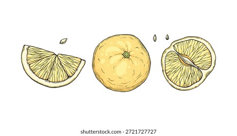 Definir limonada de Sketch. Bebidas frias de verão, fatias de limões amarelos desenhadas à mão e folhas. Vidro de limonada com conjunto de ilustração de vetor de gelo. Beber frutas limonada gráfico, suco e folha de hortelã
