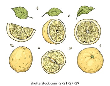 Definir limonada de Sketch. Bebidas frias de verão, fatias de limões amarelos desenhadas à mão e folhas. Vidro de limonada com conjunto de ilustração de vetor de gelo. Beber frutas limonada gráfico, suco e folha de hortelã