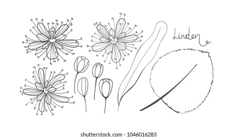 A set of sketch linden. Isolated elements outline of the Tilia. Leaves, flowers and buds of basswood. Vector black limetree or lime tree