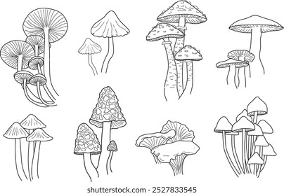 conjunto de esboço cogumelos planta desenhado à mão ilustrações vetoriais. Mão desenhou vários morel de cogumelos comestíveis, trufa, champignon, trompete preto e rei, cogumelo bolete. Rótulo orgânico de produto vegetariano