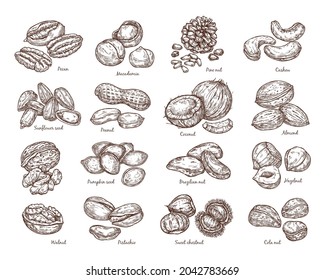 Establece el esbozo de nueces. Ilustración vectorial de nueces en estilo vintage. Elementos aislados para el diseño, embalaje, textiles.