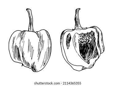 un conjunto de bocetos de pimientos en la sección. un conjunto de pimienta y media enteras, dibujadas a mano en forma de boceto, contorno negro aislado en blanco para una plantilla de diseño. pimienta vegetal vegana