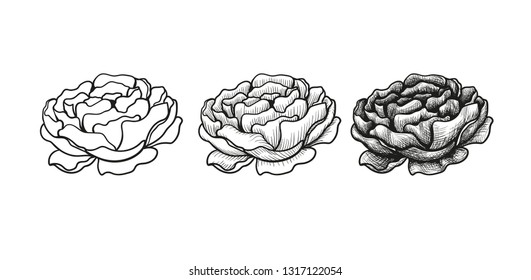 Set of sketch phased drawing flowers peony.