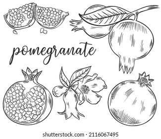 Set of sketch pomegranate fruits. Collection of pomegranates whole, part, grains and flower. Hand drawn black lines granate isolated vector illustration