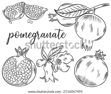 Set of sketch pomegranate fruits. Collection of pomegranates whole, part, grains and flower. Hand drawn black lines granate isolated vector illustration Imagine de stoc © 