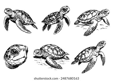 Set of sketch of a sea turtle on a white background