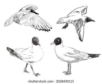 Set of Sketch Seagull hand drawn vector doodle illustration