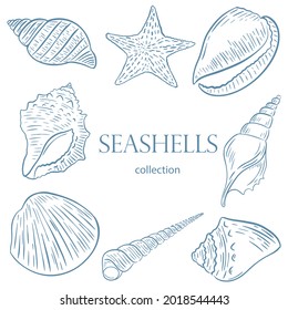Conjunto de paracaídas de esbozo ilustración vectorial. Colección de diferentes conchas marinas aisladas en fondo blanco. Mariscos grabados a mano para el diseño y la creatividad.