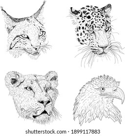 Set sketch silhouette sketch eagle, lynx, leopard. lioness face on white background illustration.