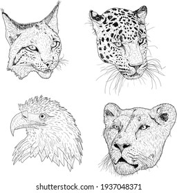 Set sketch silhouette sketch eagle, lynx, leopard. lioness face on white background illustration.