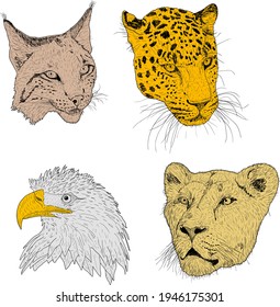 Set sketch silhouette sketch eagle, lynx, leopard. lioness face on white background illustration.
