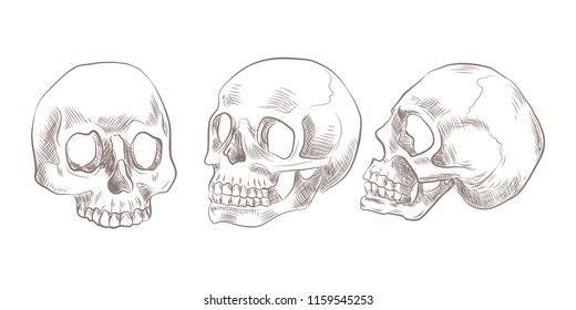 Set of sketch skulls