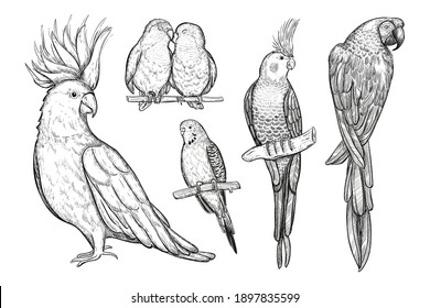 Set of sketch tropical parrots vector illustration. Collection of parrots, birds sitting on branch isolated on white. Hand drawn black and white exotic birds set.