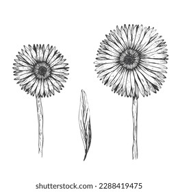 Set von Skizze Vektorgrafik detailliert schwarz handgezeichnet gerbera Blumen Illustration. Schöne, ausdrucksstarke Blumensymbole für Grußkartendesign, Hochzeit- und Geburtstagsdekoration, Aufkleber, Logo