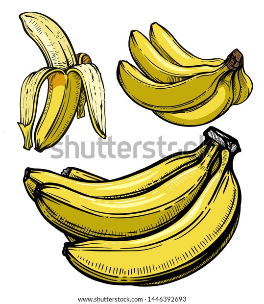 Set Sketch Vector Illustration Bananas Stock Vector Royalty Free Shutterstock