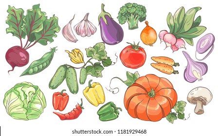 Set of sketch vegetables on white background. 
