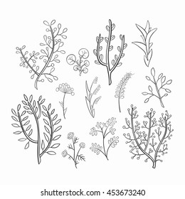 Set of sketch of wild flowers and herbs, hand-drawn.
 Monochrome range. Vector graphics.