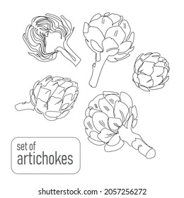 A set of sketched artichokes in Outline style, isolated on a white background. Organic vegetables artichokes, healthy food concept, vector illustration