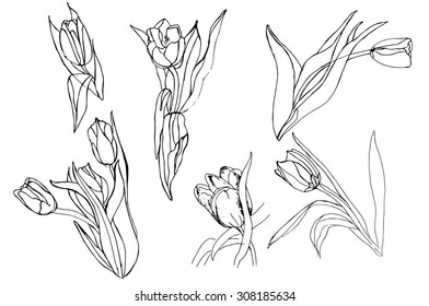 Set of sketched tulips