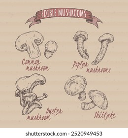 Set of sketches with Agaricus bisporus aka common mushroom, Pleurotus ostreatus aka oyster mushroom, Lentinula edodes aka shiitake and Cyclocybe aegerita aka poplar mushroom. Edible mushrooms series.